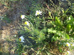 Anthemis arvensis