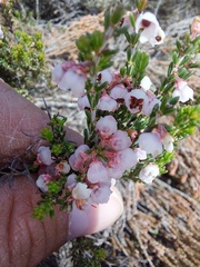 Erica umbelliflora