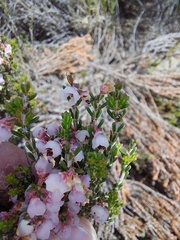 Erica umbelliflora