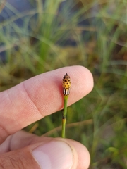 Equisetum laevigatum