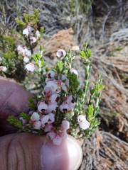 Erica umbelliflora
