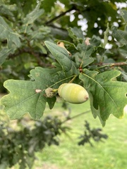 Quercus robur