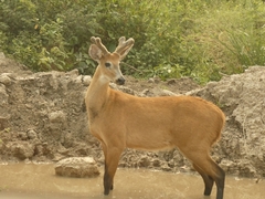 Blastocerus dichotomus