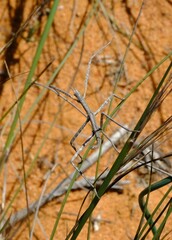 Gratidiinilobus capensis