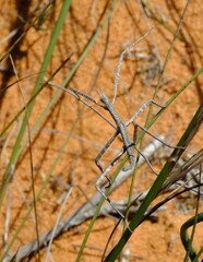 Gratidiinilobus capensis