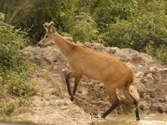 Blastocerus dichotomus
