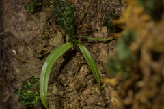 Drymoanthus adversus