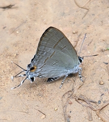 Hypolycaena erylus