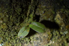 Drymoanthus adversus