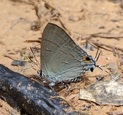 Hypolycaena erylus