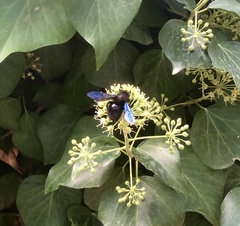 Xylocopa violacea