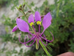 Cleome hanburyana