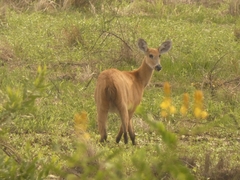 Blastocerus dichotomus