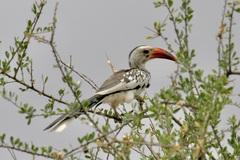 Tockus erythrorhynchus