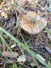 Lactarius torminosus