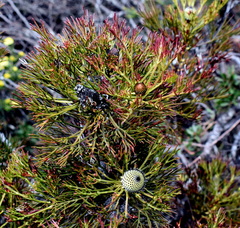 Isopogon anethifolius