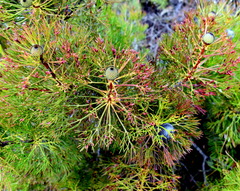 Isopogon anethifolius