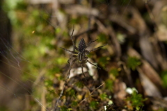 Nanocambridgea gracilipes