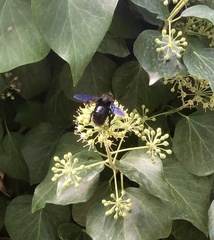 Xylocopa violacea