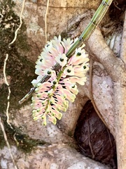 Dendrobium smillieae