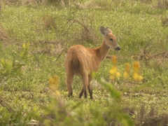 Blastocerus dichotomus