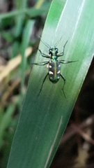 Cosmodela batesi