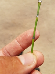 Equisetum laevigatum