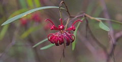 Grevillea diffusa constablei