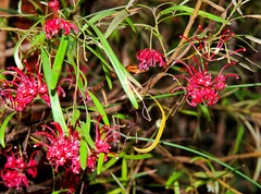 Grevillea diffusa constablei