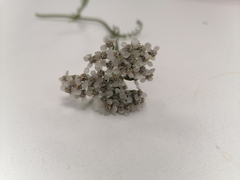 Achillea millefolium
