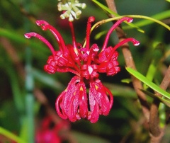 Grevillea diffusa constablei