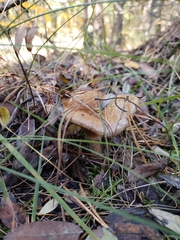 Lactarius torminosus