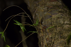 Dendrobium cunninghamii