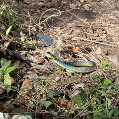 Dendrelaphis punctulatus