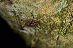 Pleioplectron hudsoni