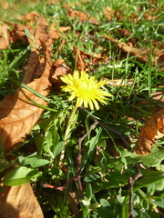 Taraxacum