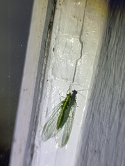 Apertochrysa edwardsi