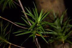 Dracophyllum sinclairii