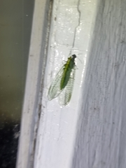 Apertochrysa edwardsi