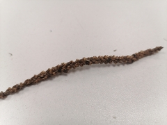 Plantago major