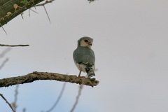 Polihierax semitorquatus