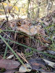 Lactarius torminosus