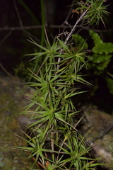Dracophyllum sinclairii