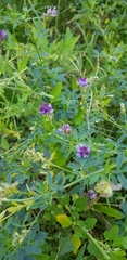 Medicago sativa