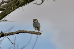 Polihierax semitorquatus