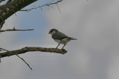 Polihierax semitorquatus