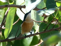 Myiagra vanikorensis rufiventris