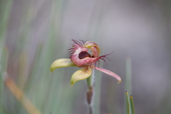 Caladenia discoidea