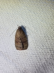 Austrocarea iocephala