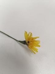 Scorzoneroides autumnalis